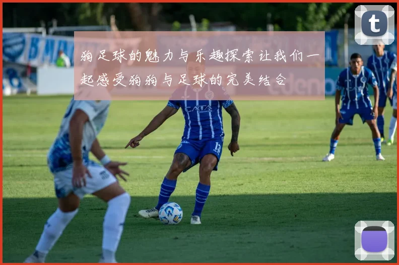 狗足球的魅力与乐趣探索让我们一起感受狗狗与足球的完美结合